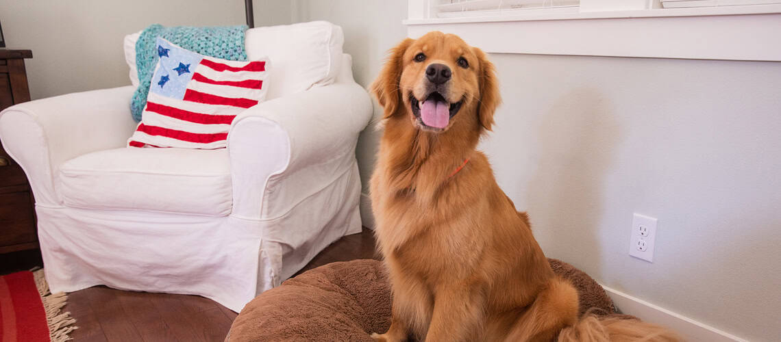 dog in living room