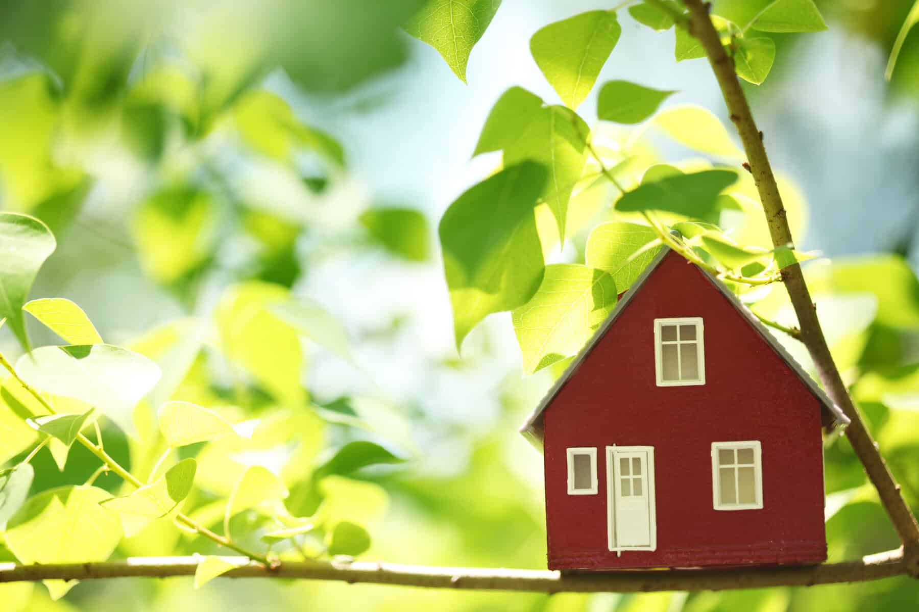 House in the trees