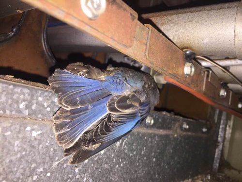 dead bird in furnace