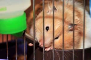 hamster-is-drinking
