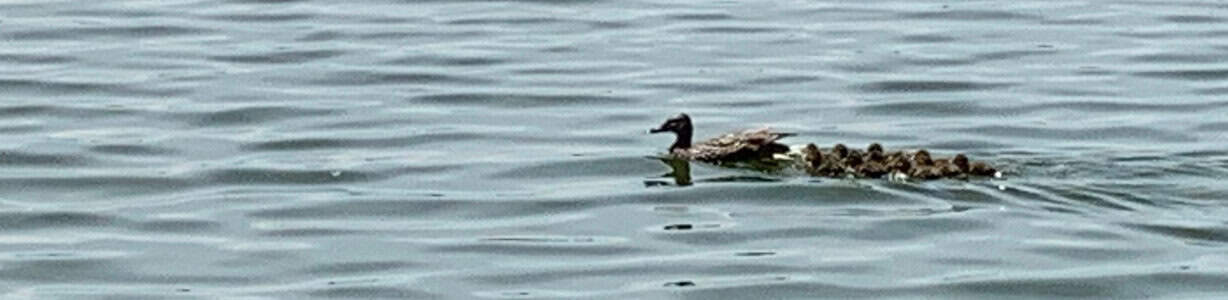 2019-07-19-ducks2