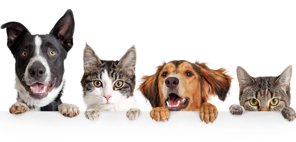 pets