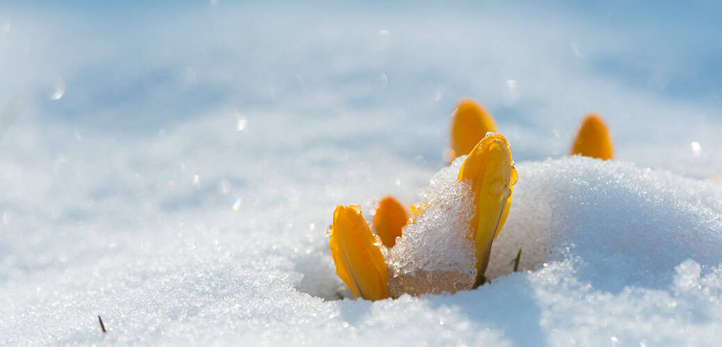 daffodils in snow