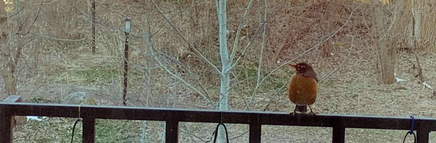 2020-04-22-robin