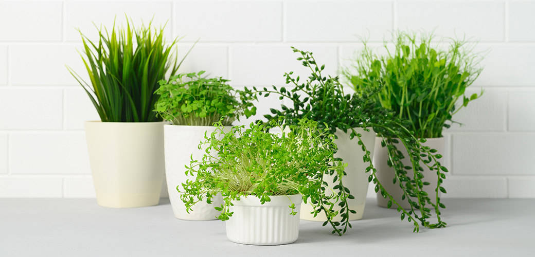 house plants