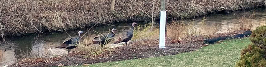 2021-04-21-21-turkeys