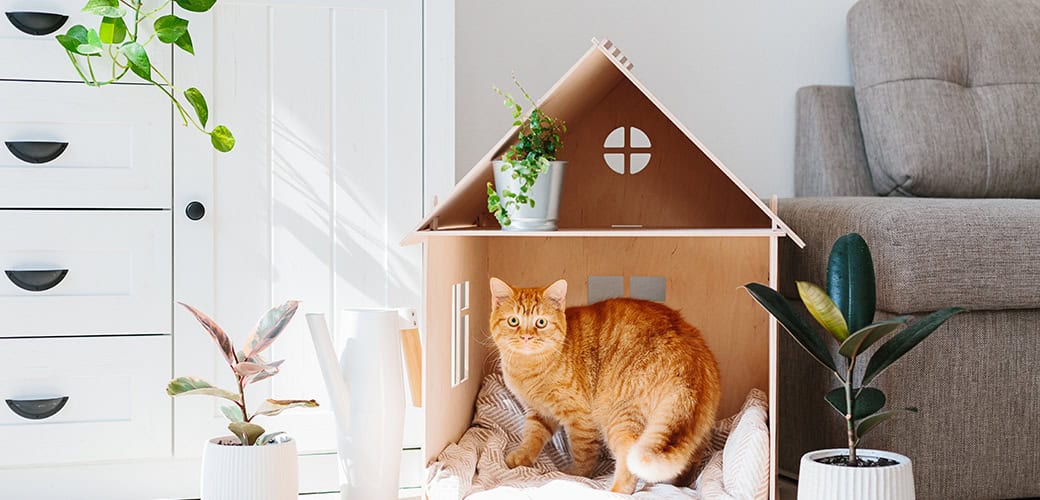 cat-plants