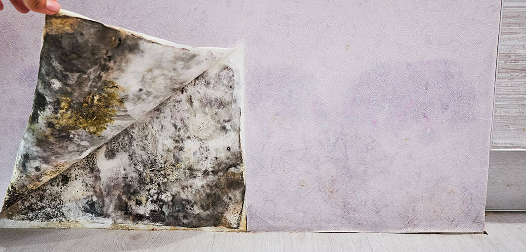 mold