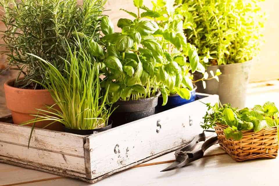 How to Plant an Indoor Herb Garden