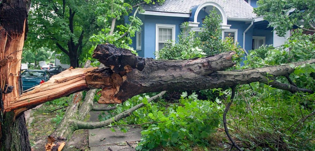 Storm Tree