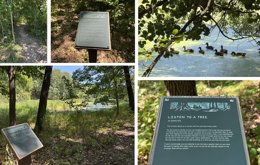 Silverwood Forest Bathing2