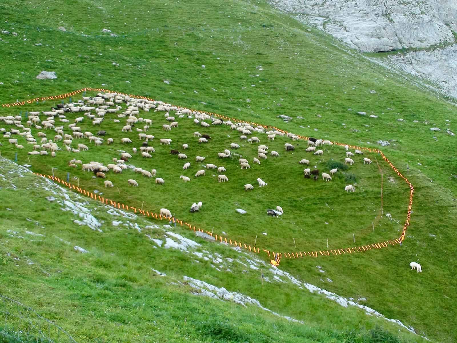 Herd Management Calanda Switzerland Alp Ramuz-15411.JPG