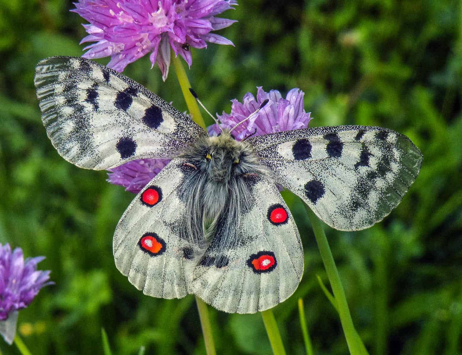 Parnassius apollo L. juvavus, ma, Karteis 2015-33336.JPG