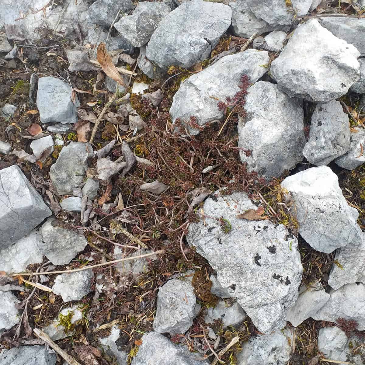 Stonecrop for the Apollo – Targeted Sedum Planting in Lofer
