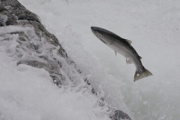 Jumping Steelhead
