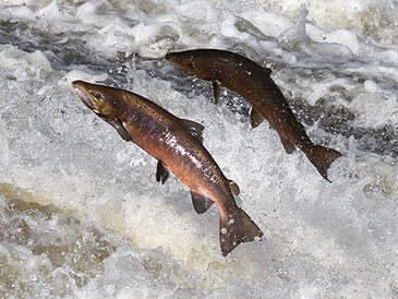 Salmon jumping fish pass