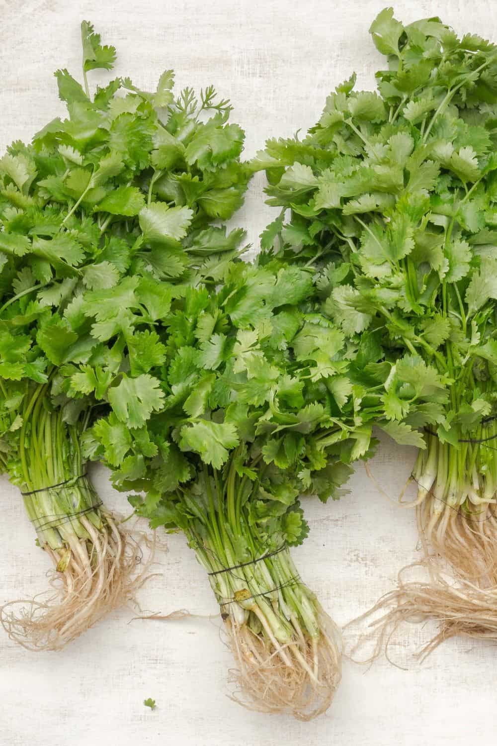 Fresh cilantro bunches with roots, ideal for cooking and garnishing, perfect for healthy recipes and farm-fresh produce.
