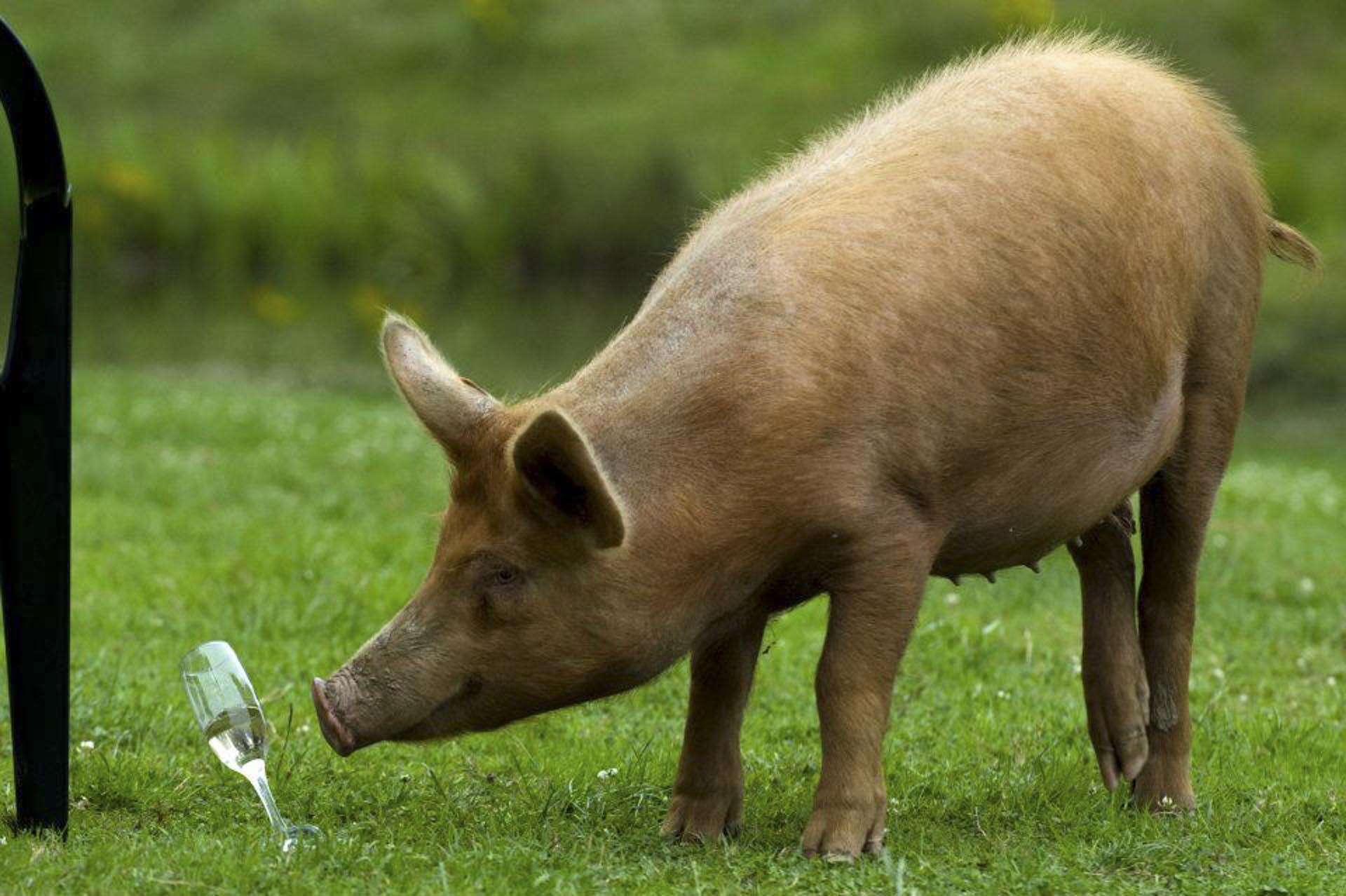 sussex wedding pigs chichester horsham reportage
