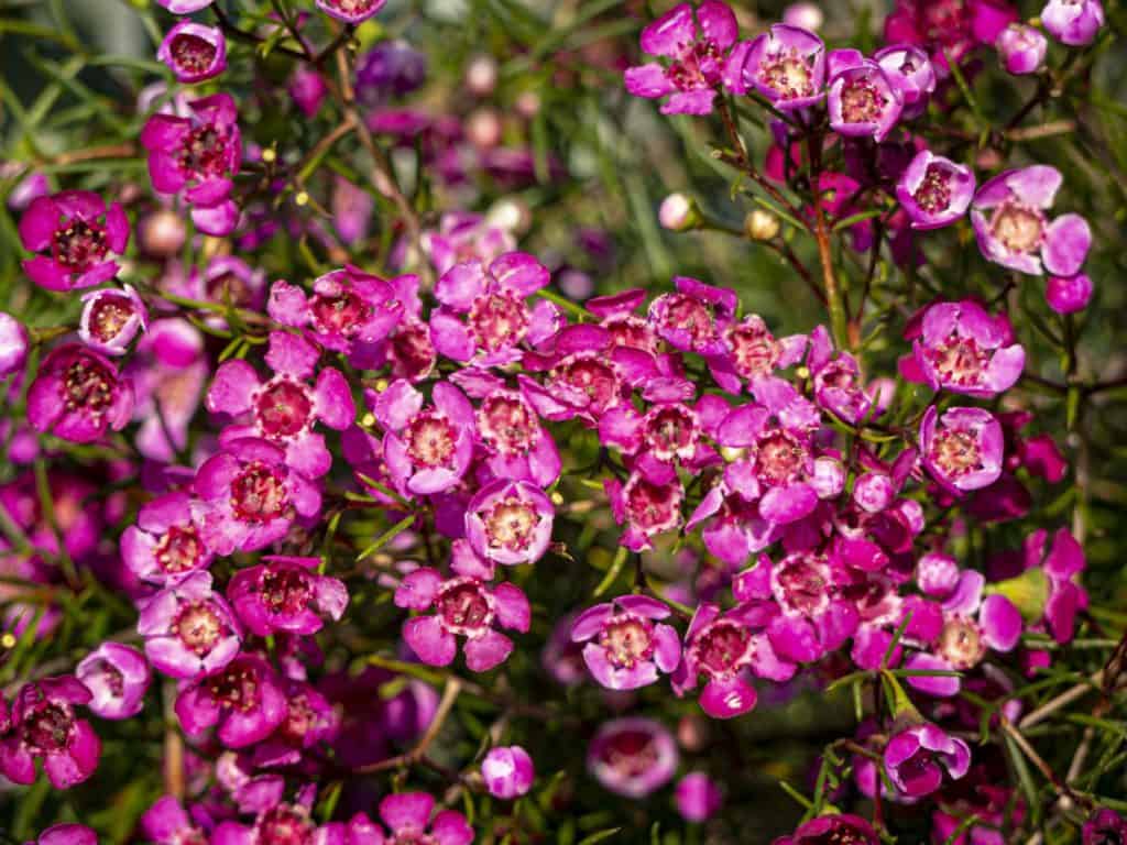 Camberwell Life Spring is sprung Lumix GH3 220326 120501 (1)a