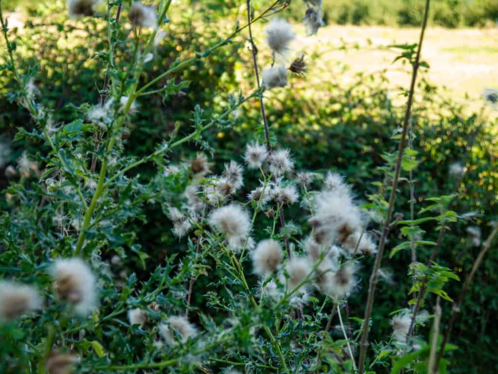 Lumix G2 MFT test 14-42mm 2019 London photographer 130531