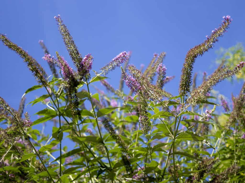 Camberwell photographer SE5 lumix 083113 buddleia in grove lane