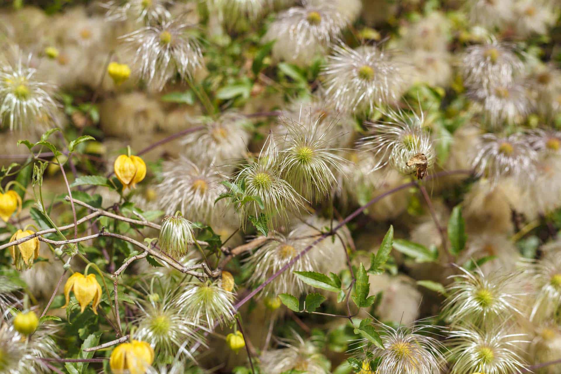 CLEMATIS seed heads on John Lory farm affordable granite canon 5d mkii Bromley photographer