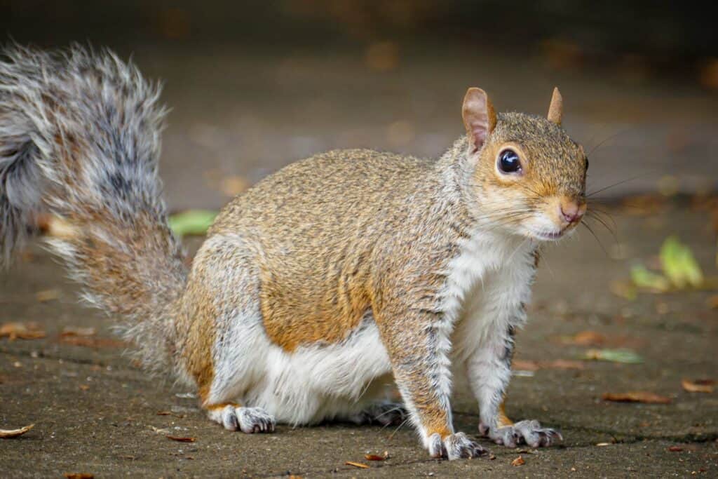 Squirrel in the park Photo class Bromley 230917 154705 a
