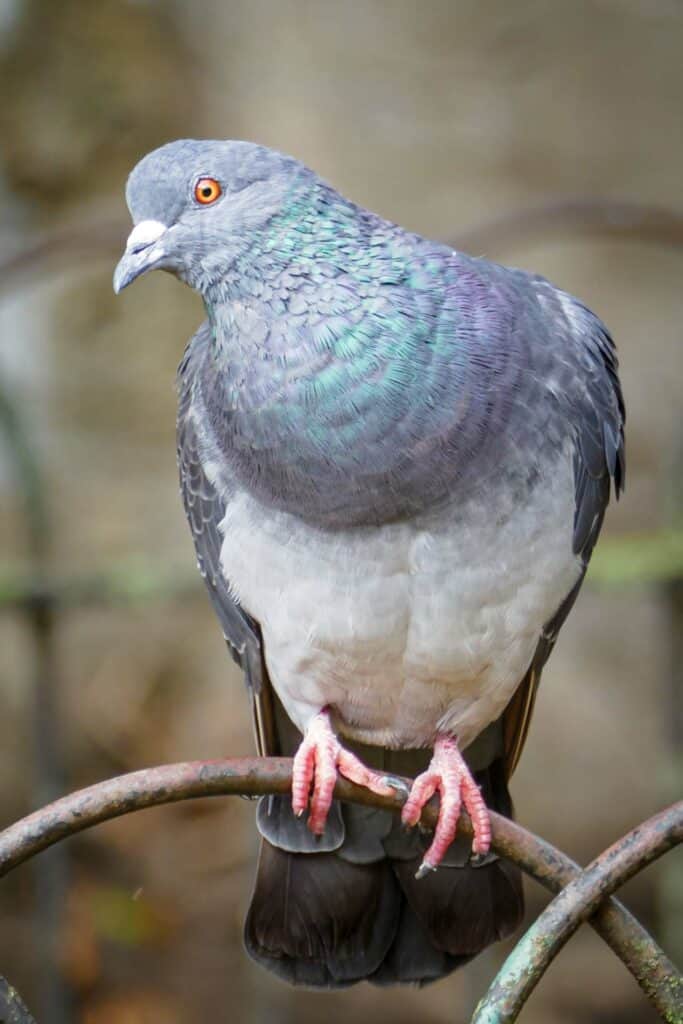 pigeon in the park Photography lessons Bromley Photo class Bromley 230917 154946 a