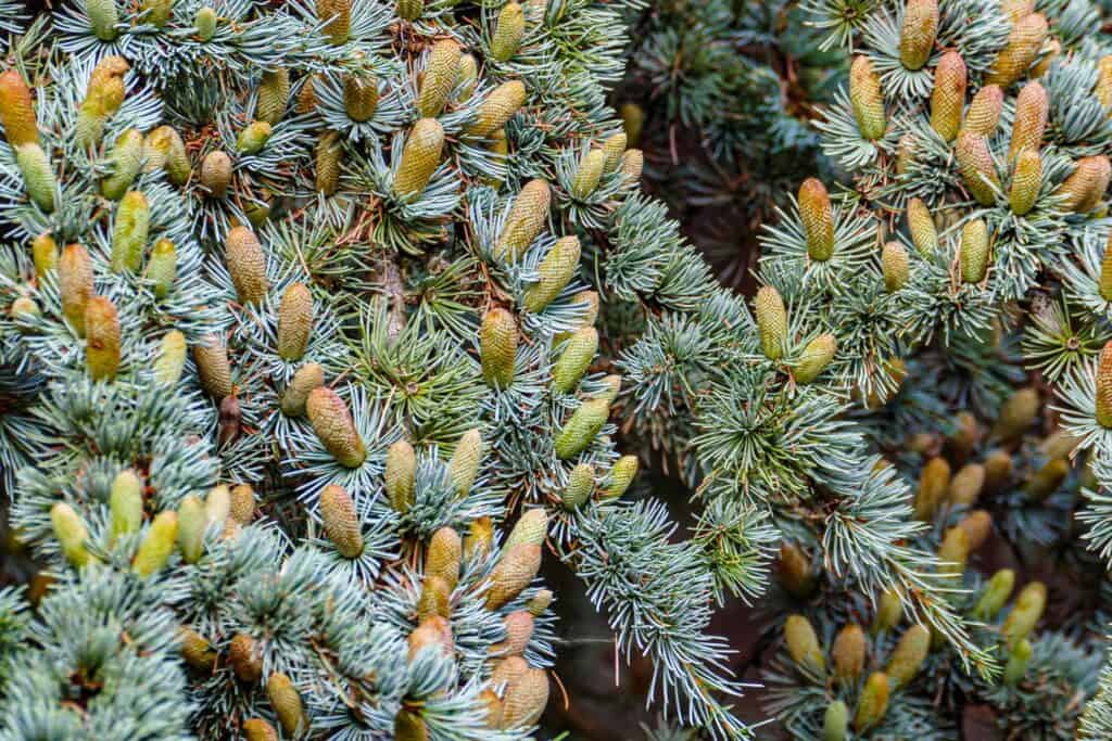 pine cones bromley park Photo class Bromley 230917 155319 a