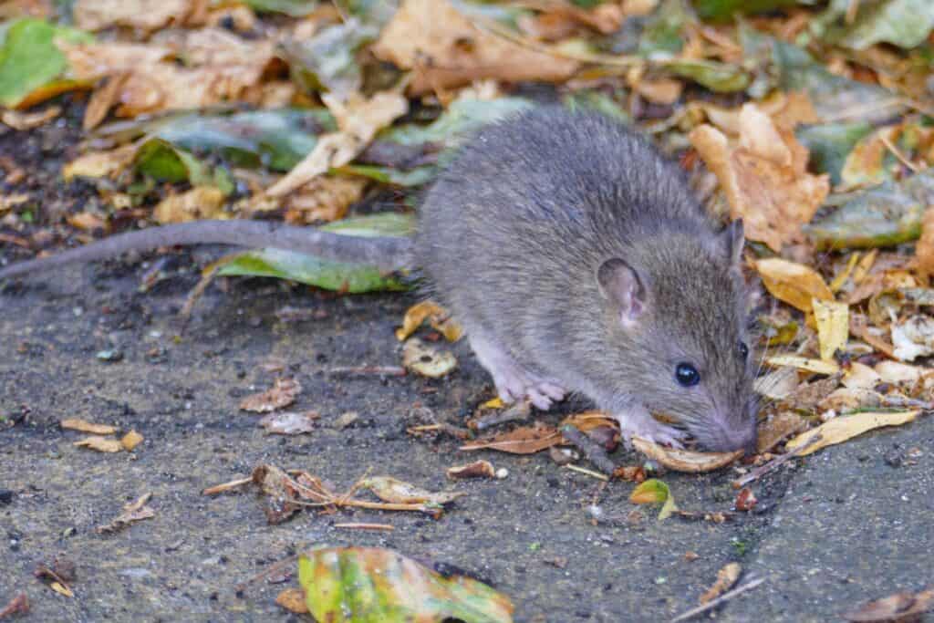 rat in Bromley park Photo class Bromley 230917 155443 a