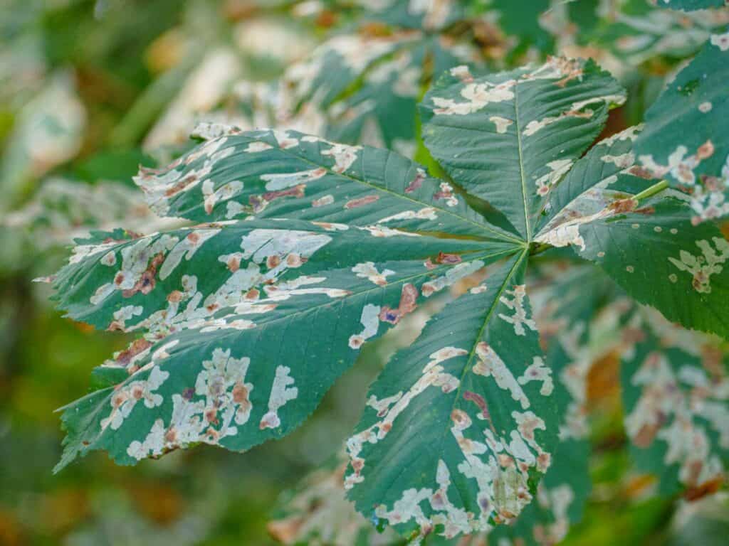 horse chestnut leaves in Bromley park photography lesson Photo class Bromley 230917 155815 a