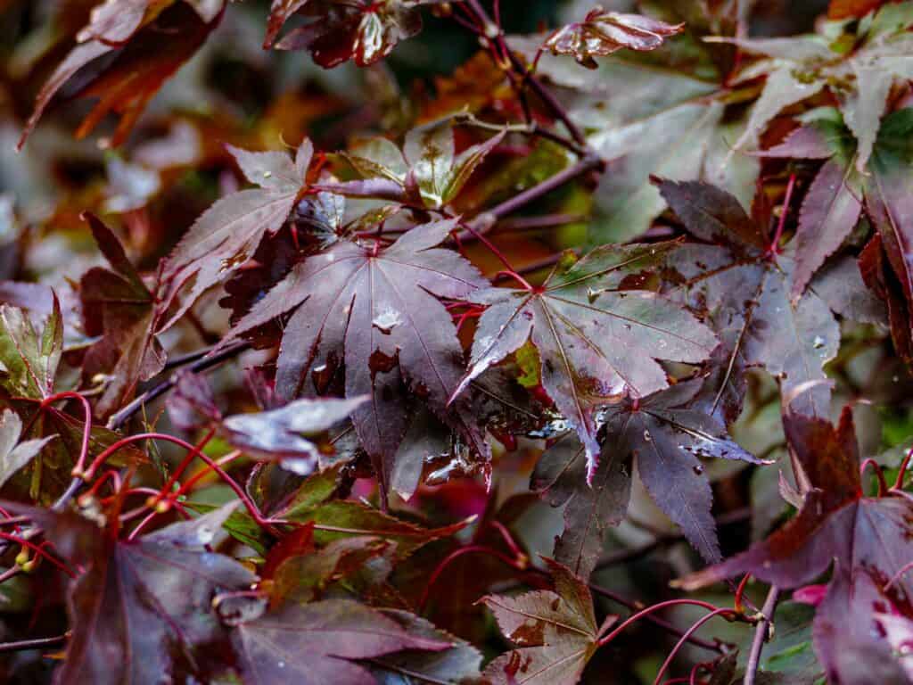 leaves copper acer bromley park photography lessons Photo class Bromley 230917 155932 a