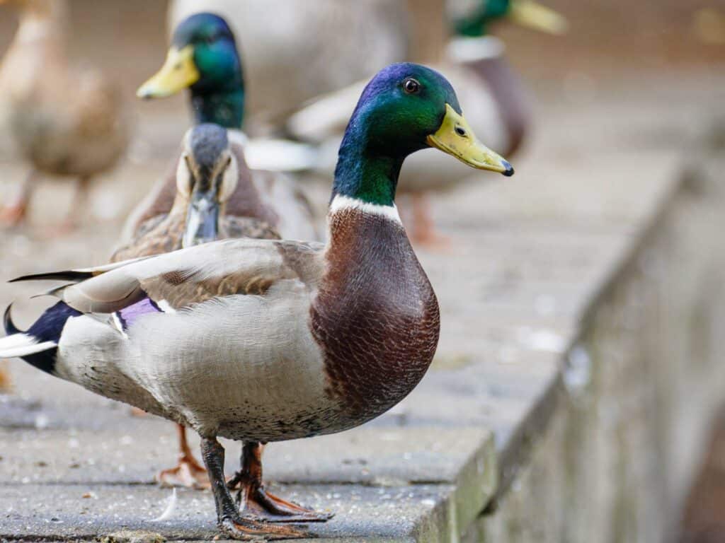 ducks in the town park Bromley Photo class Bromley 230917 160619 a