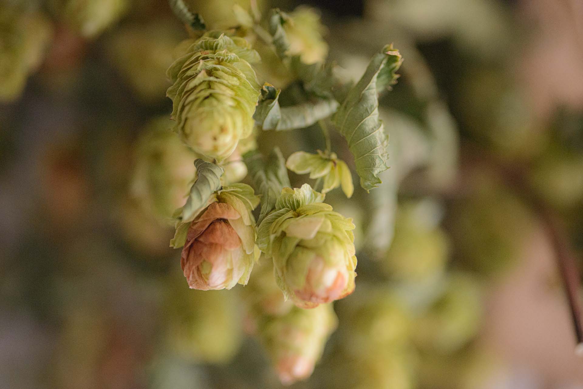 hops sussex wedding barcdmbe mills lewes sigma 105mm f2.8 macro bromley wedding photographer