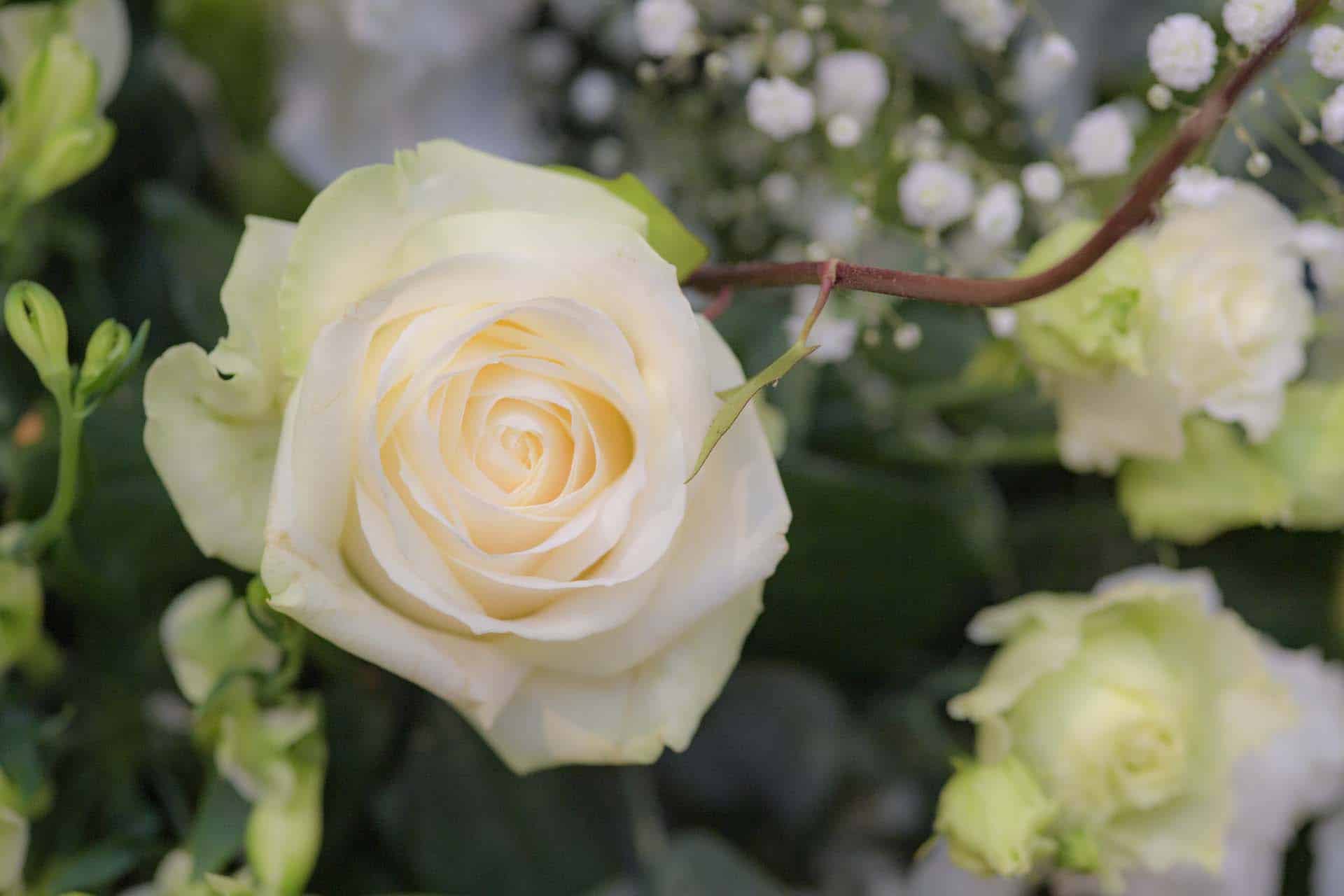 rose sigma 105mm f2.8 macro wedding photographer Bexleyheath wedding reception kent photographer