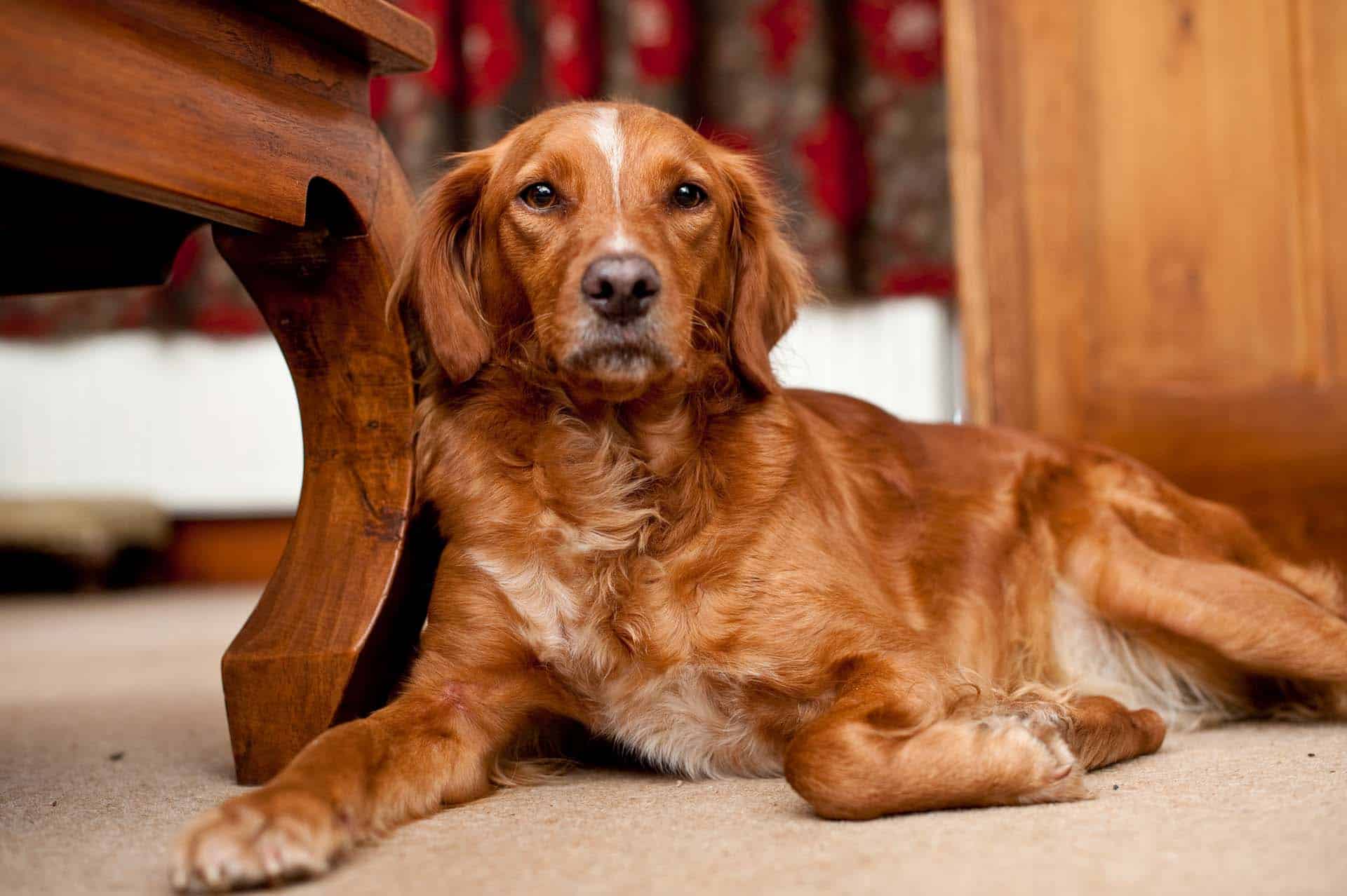 Bella Warninglid gun dog andrew king dog photography kent Bromley