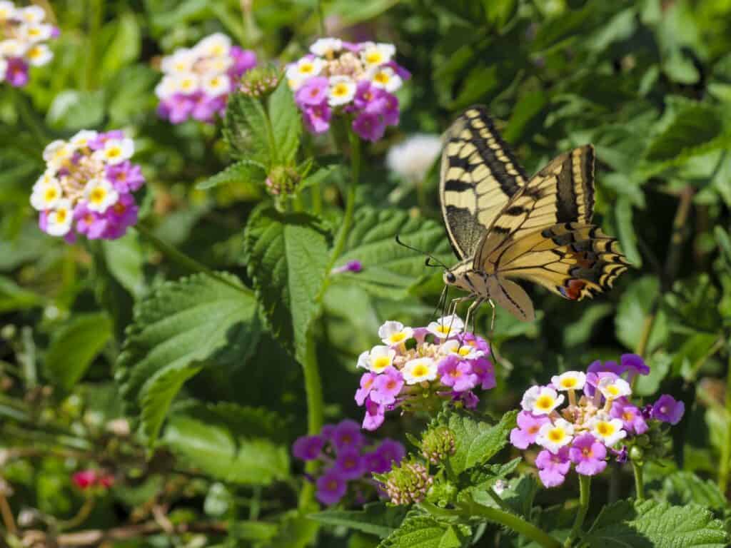 swallowtail butterfly happy new year 2024 Croatia 230814 143144 web Bromley photographer