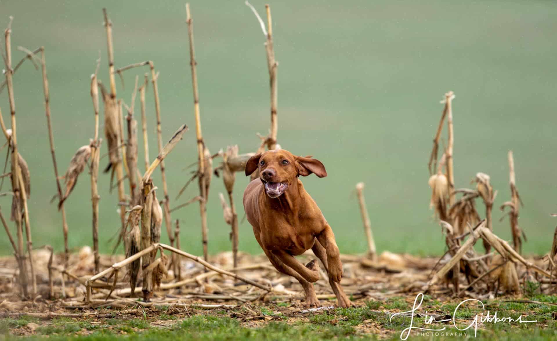 Lin Gibbons dog photographer Cheltenham Gloucestershire Kent Bromley photographer 115826