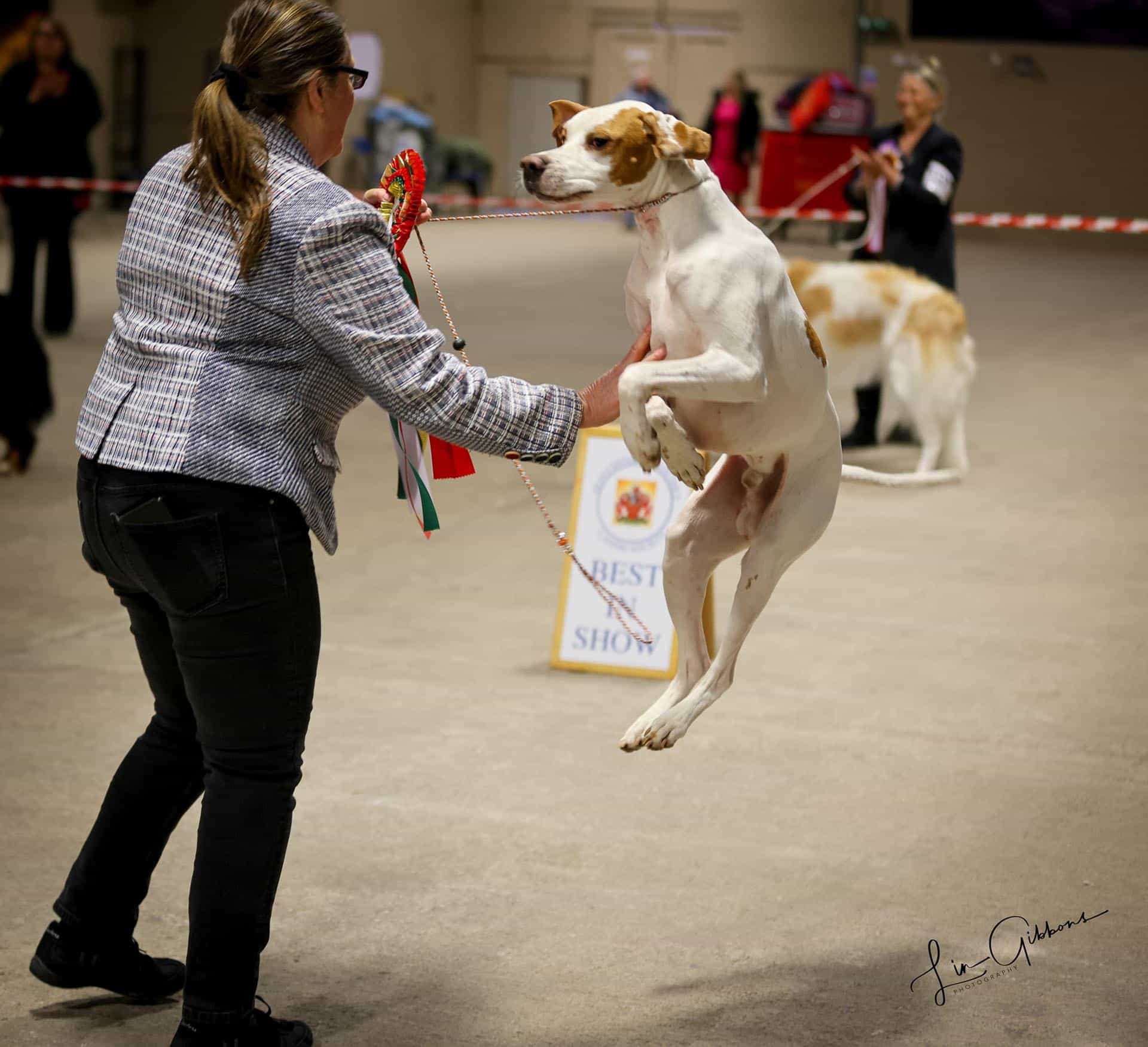 Lin Gibbons dog photographer Cheltenham Gloucestershire Kent Bromley photographer 120120