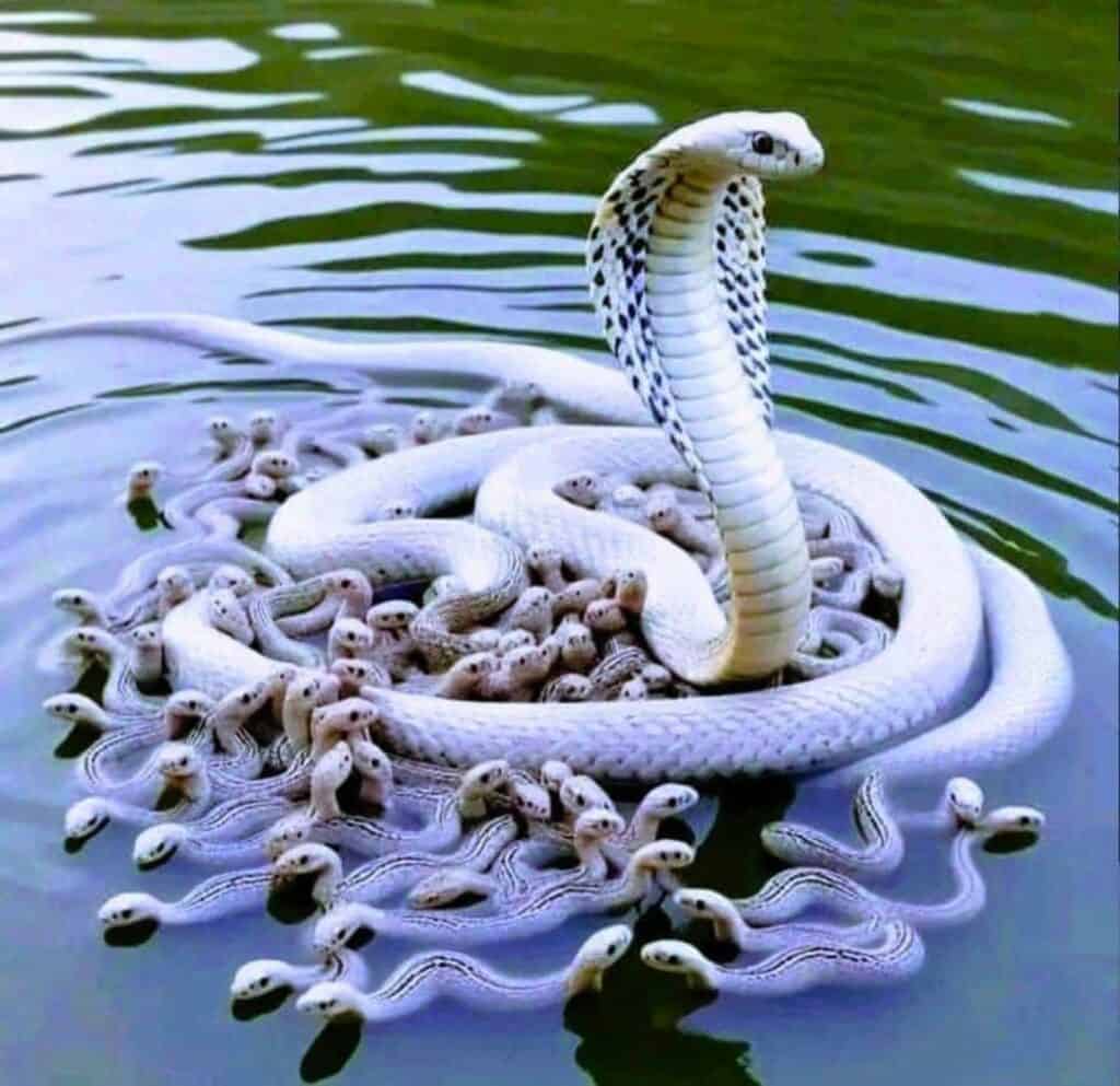 Albino cobra and hatchlings water swimming fake AI image