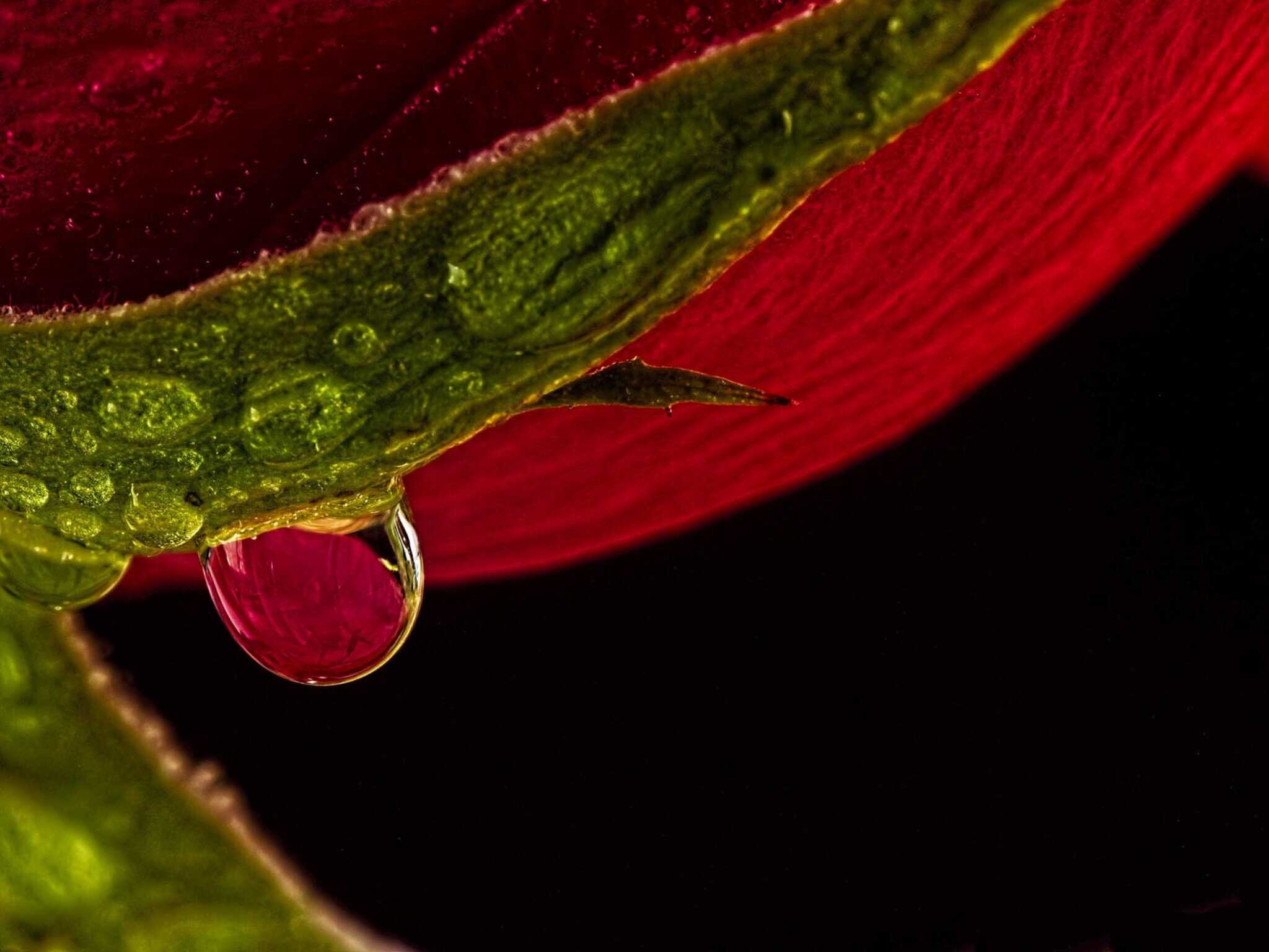 Beautiful rose2 Cynthia Miller guest photographer