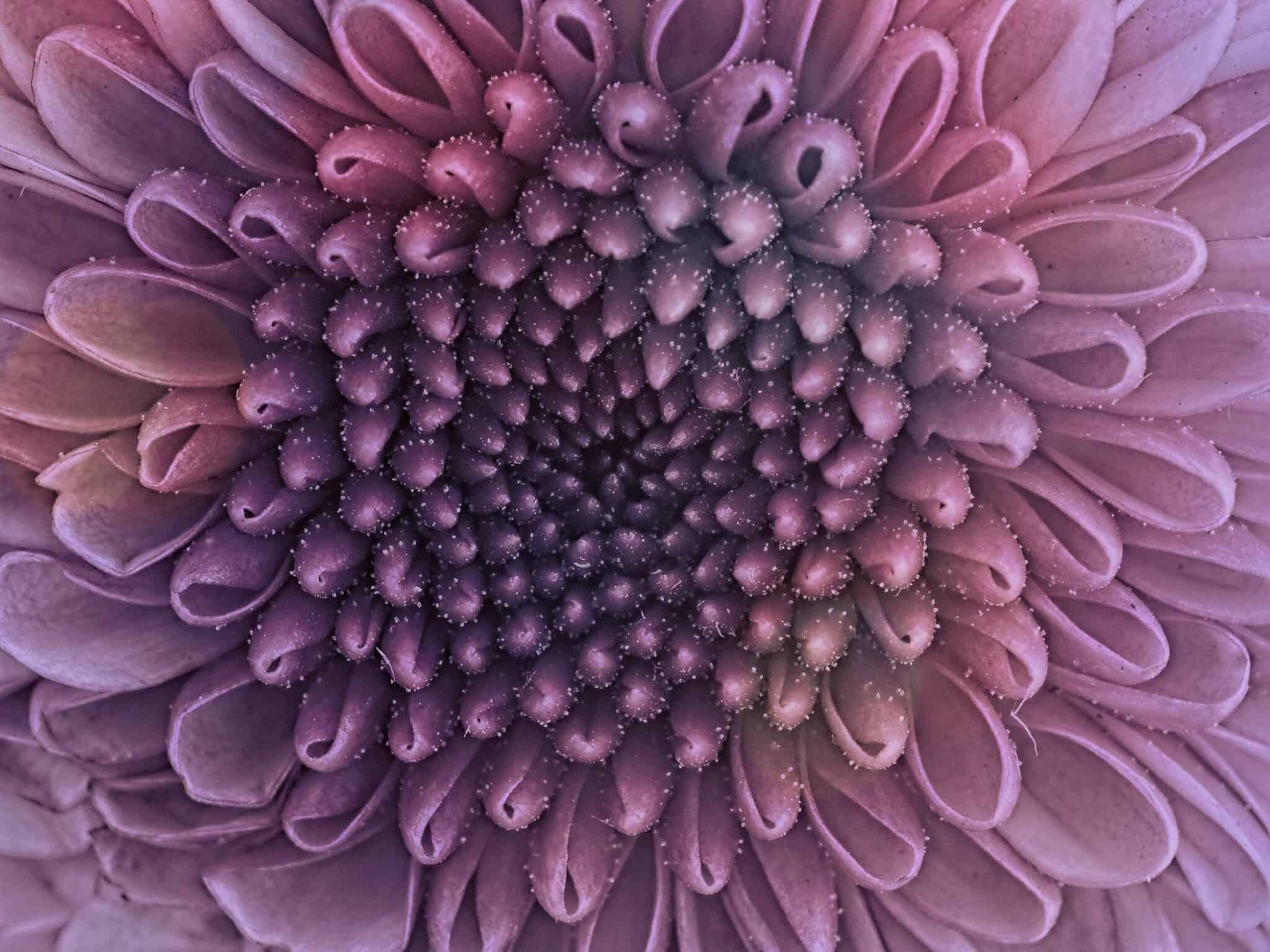 Dahlia bleached with texture Cynthia Miller guest photographer