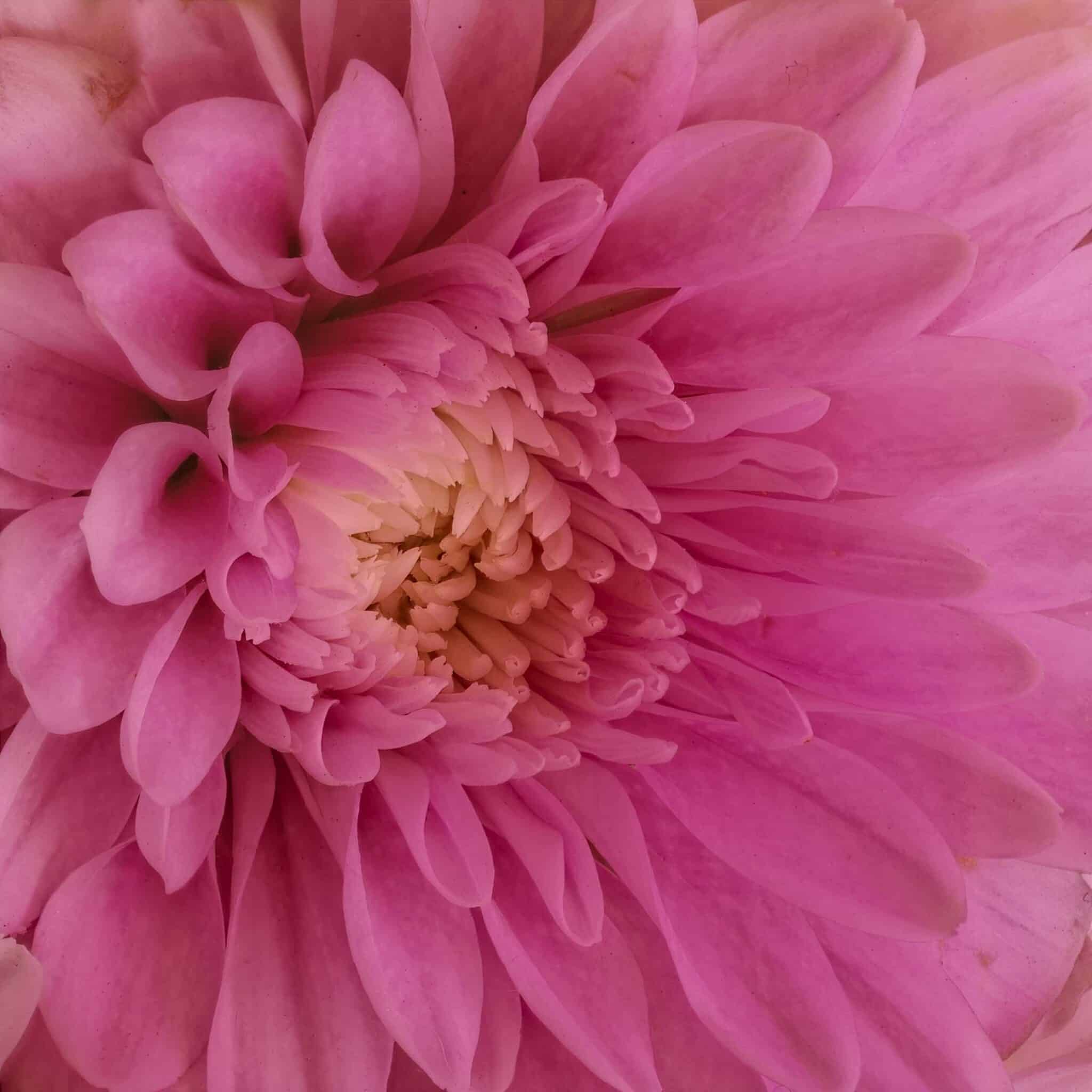 Dahlia2 detailed and soft Cynthia Miller guest photographer