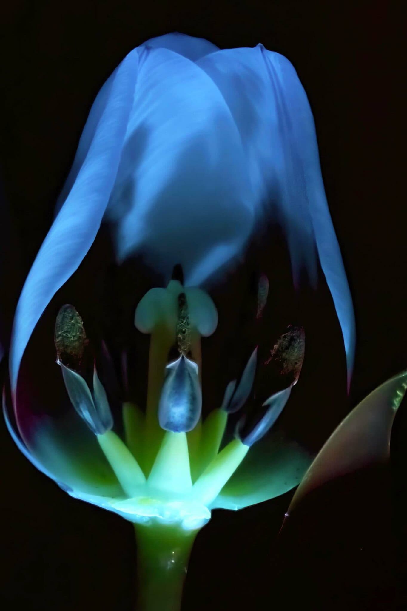 UV flower photography Tulip3NeoTopaz Cynthia Miller guest photographer