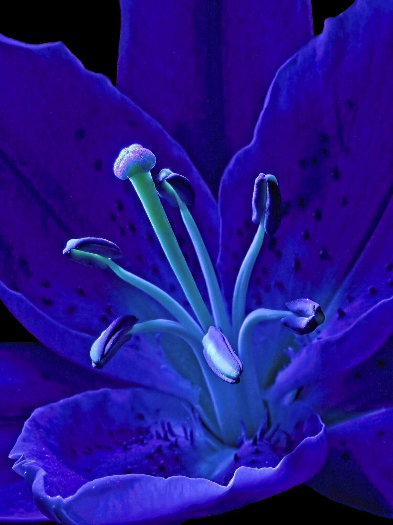 UV Lily1 Cynthia Miller guest photographer