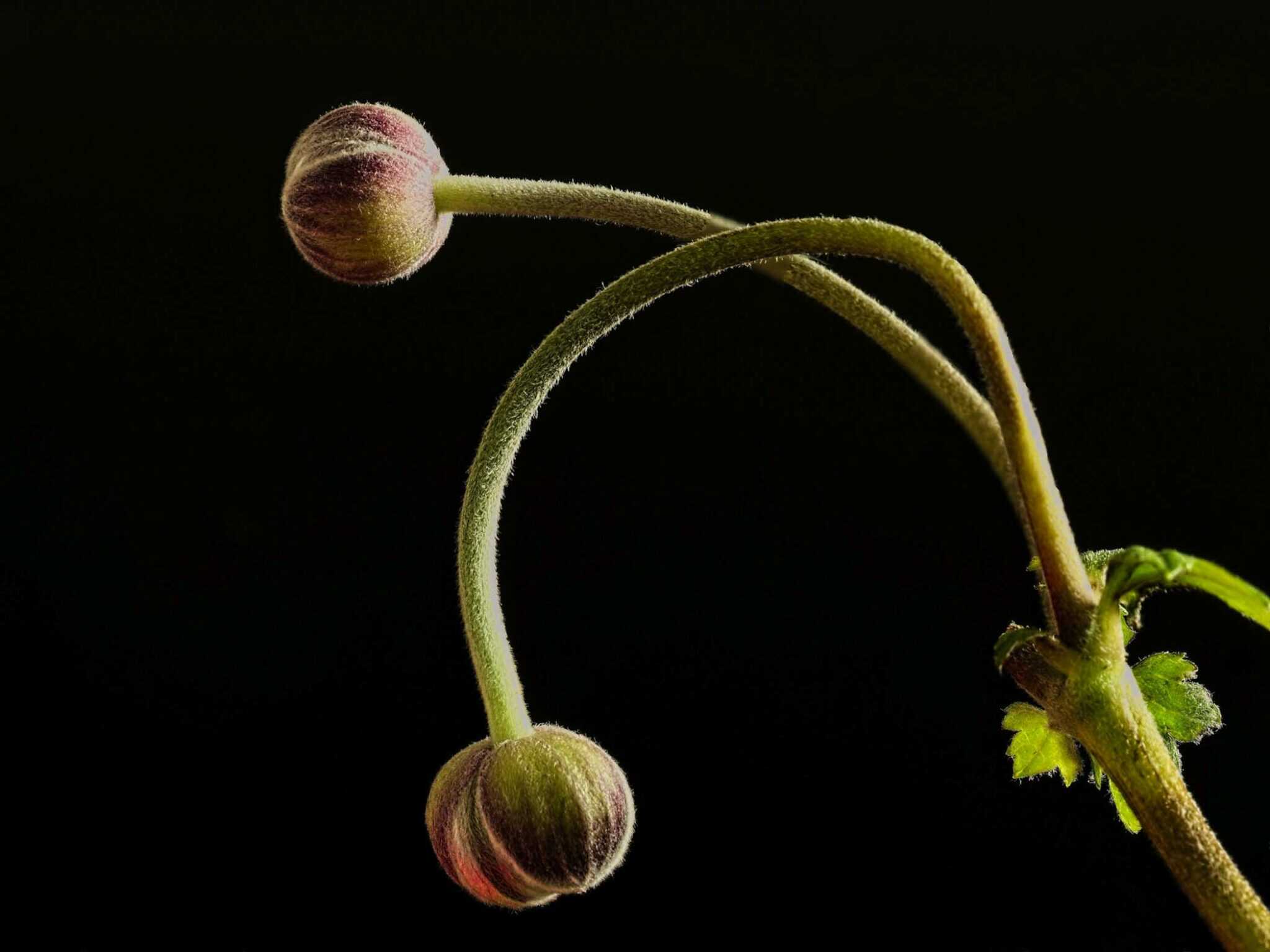 anenome bud2 Cynthia Miller guest photographer