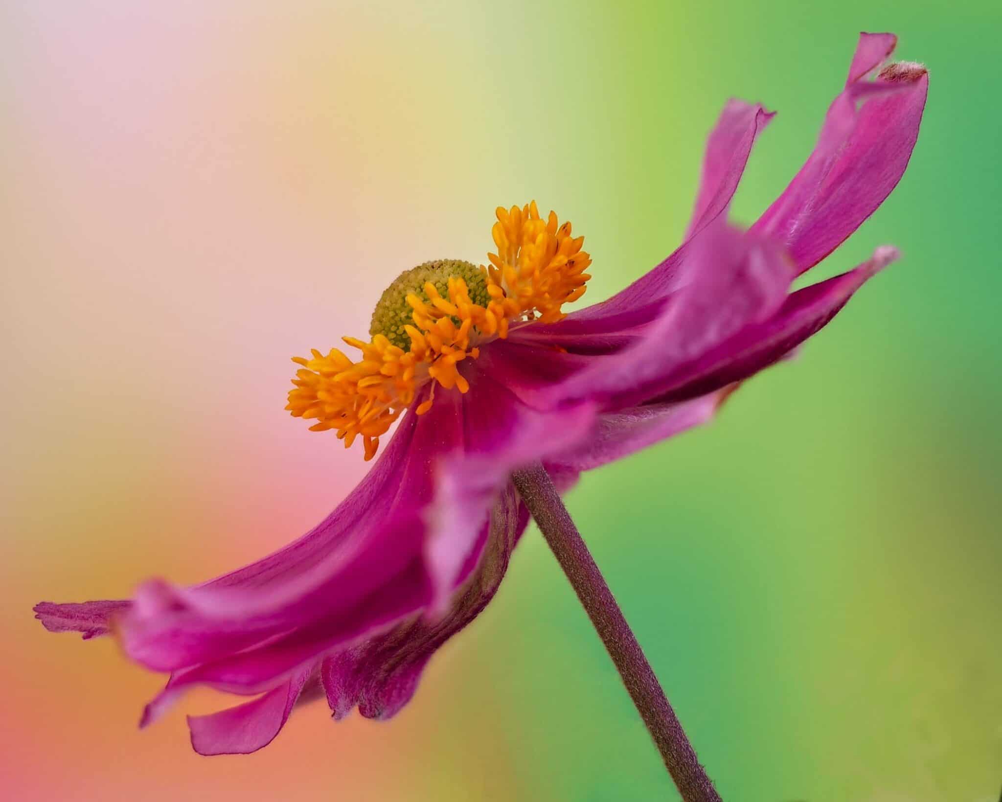 anenome stack1 Cynthia Miller guest photographer