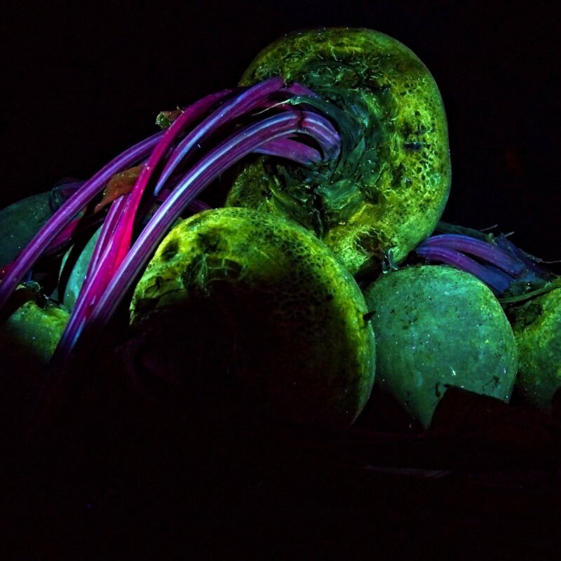 beetroot uv1 (1) flower photography Cynthia Miller guest photographer