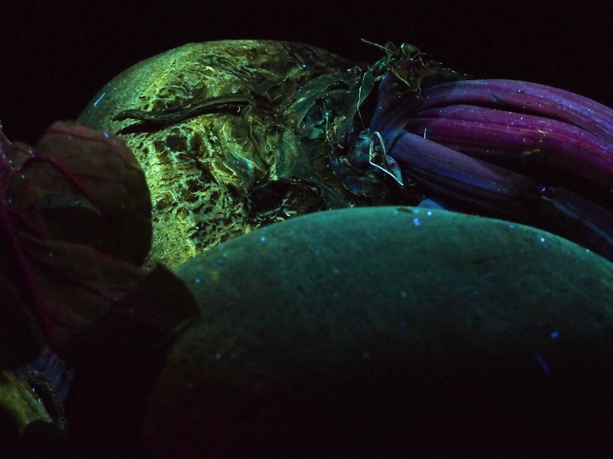 beetroot uv2 Cynthia Miller guest photographer