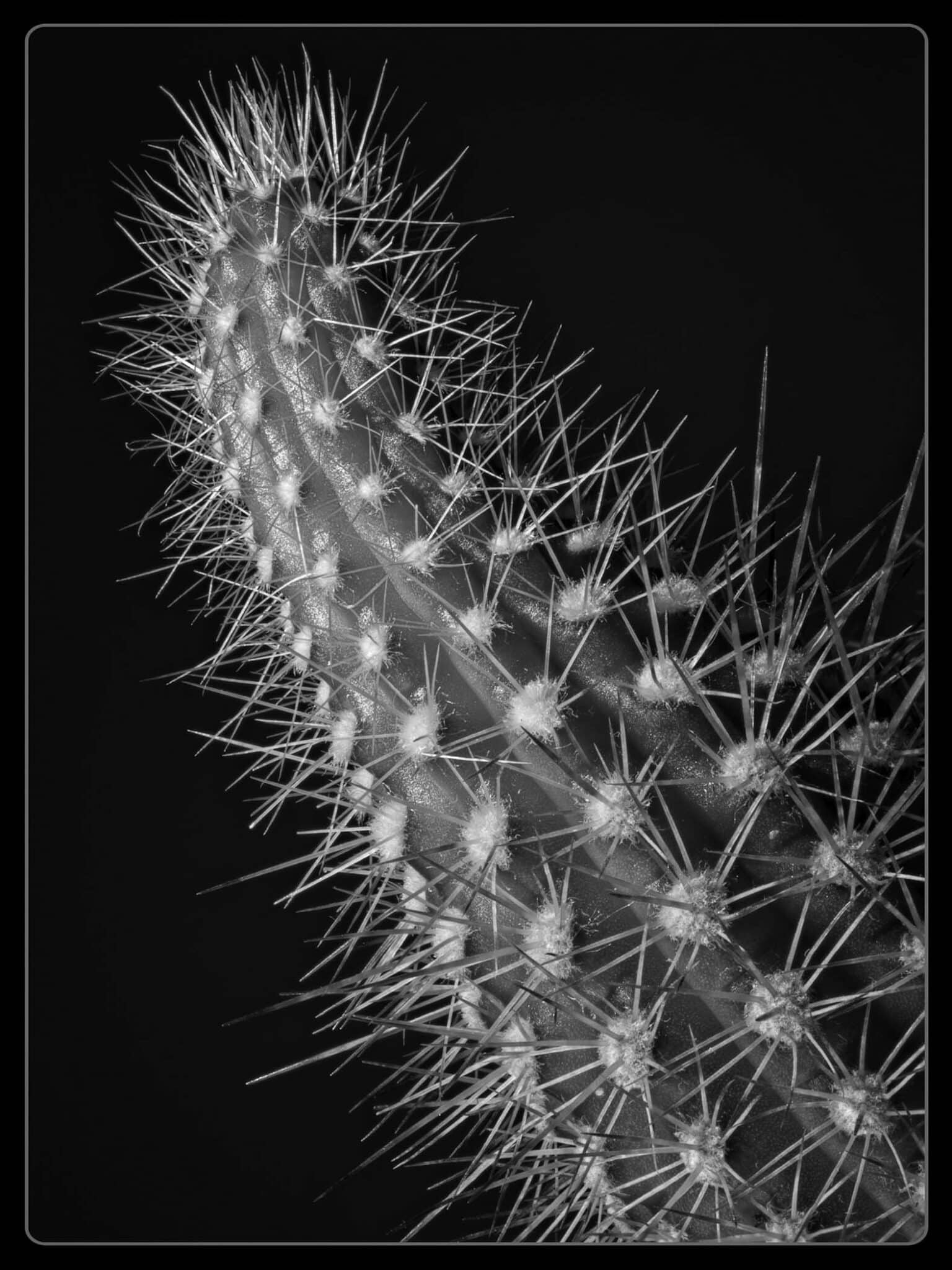 cactus2 (1) Cynthia Miller guest photographer flower photography